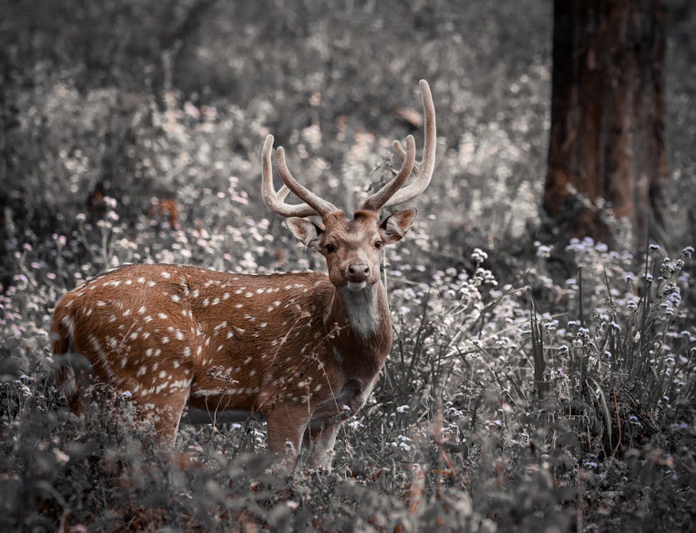 Deer in forest near Valemount BC